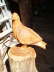 galeB_07